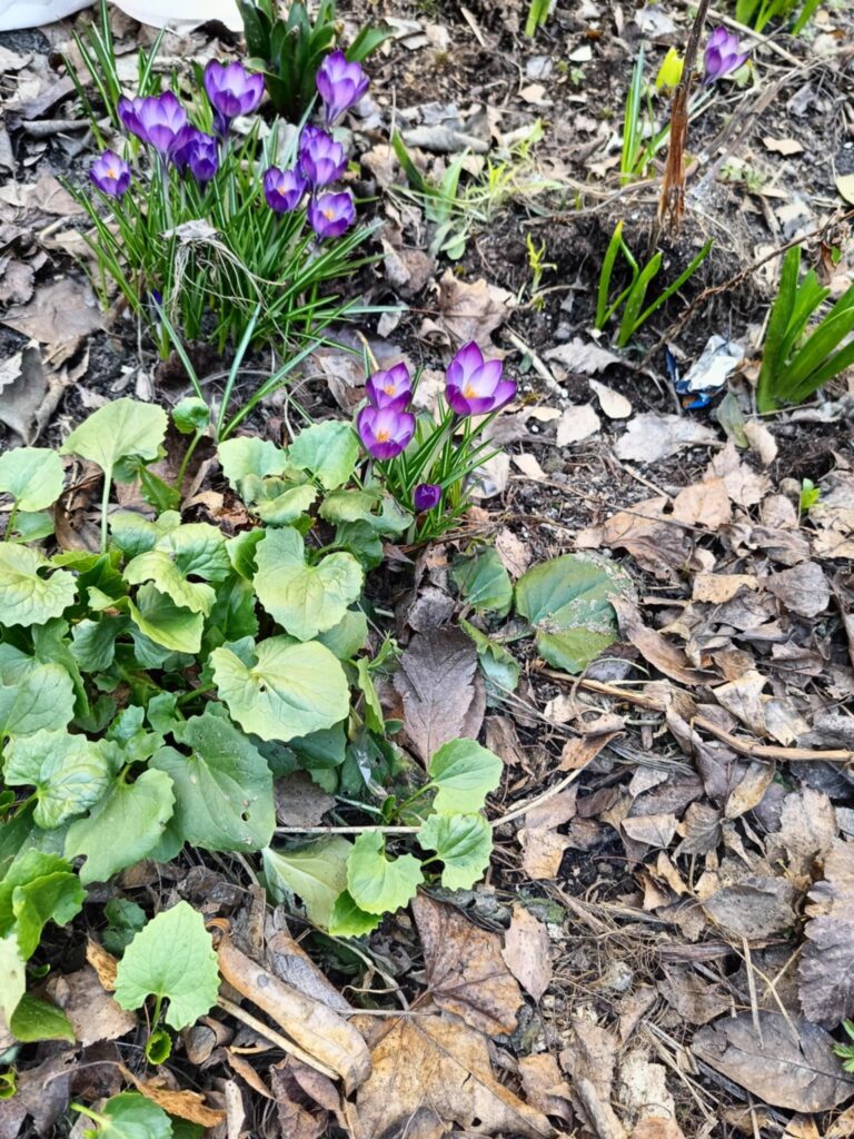 „Biedronki” na tropie wiosny