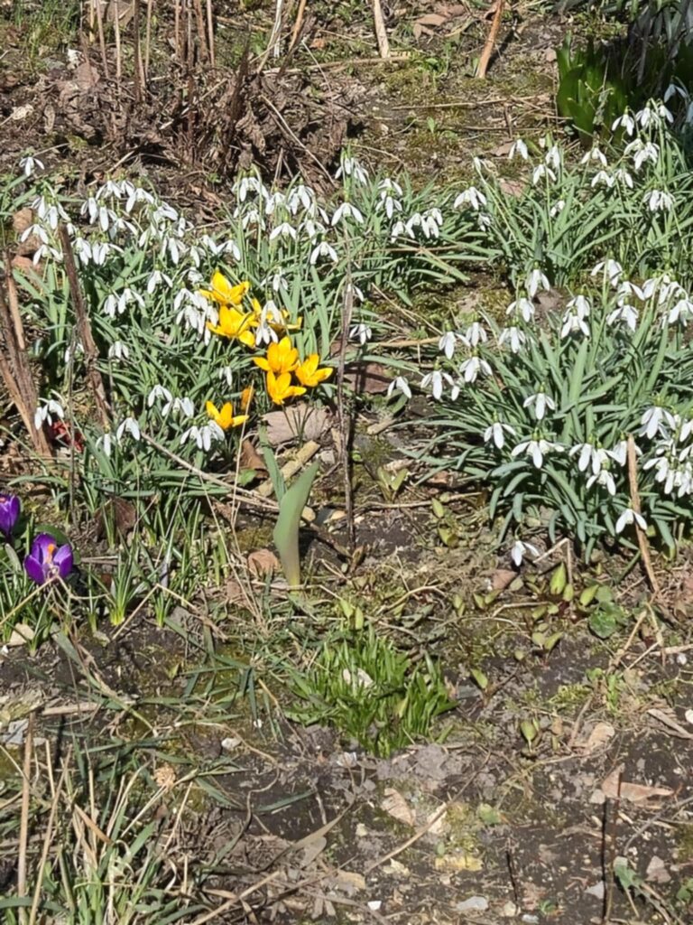 „Biedronki” na tropie wiosny