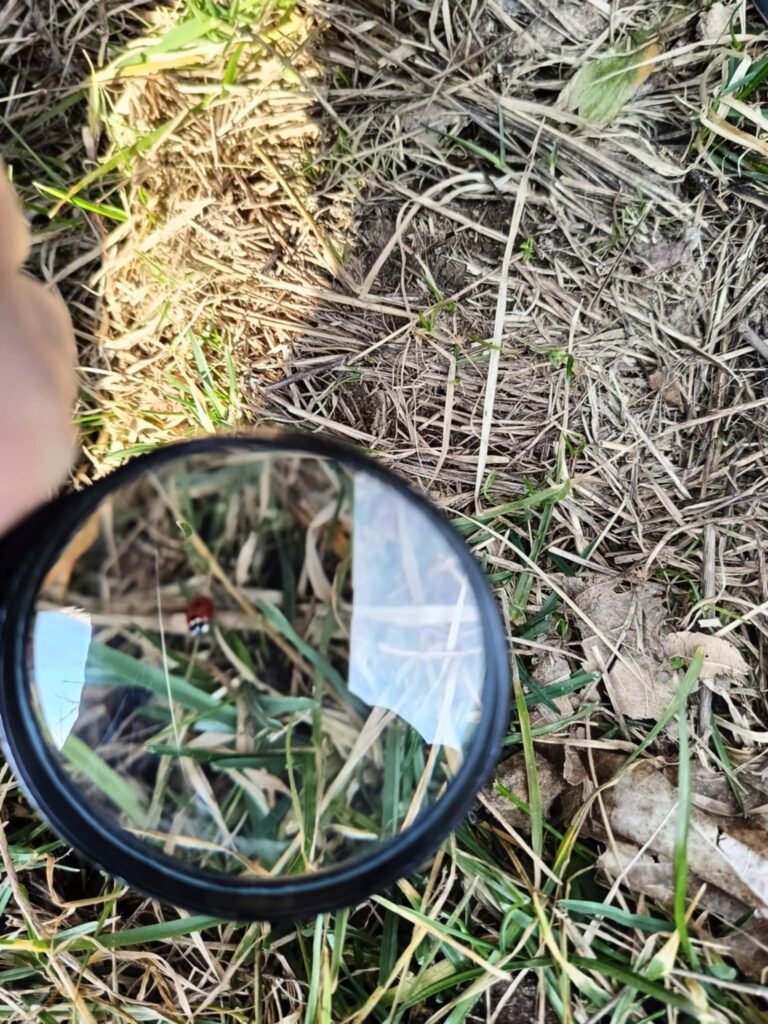 „Biedronki” na tropie wiosny