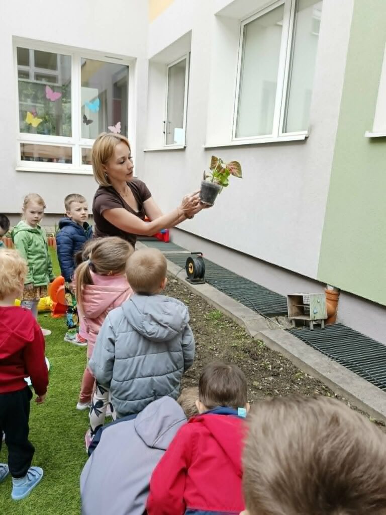 Czego rośliny potrzebują do życia? - Słoneczka