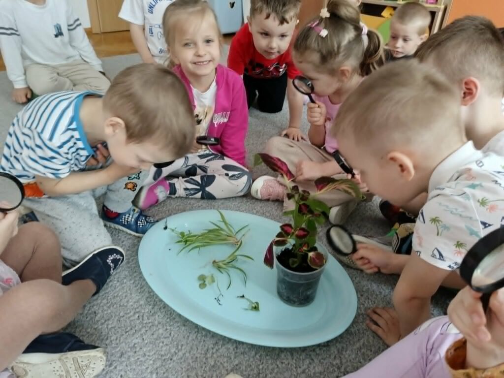 Czego rośliny potrzebują do życia? - Słoneczka